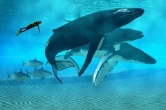 Всемирный день защиты морских млекопитающих. Всемирный день защиты морских млекопитающих.