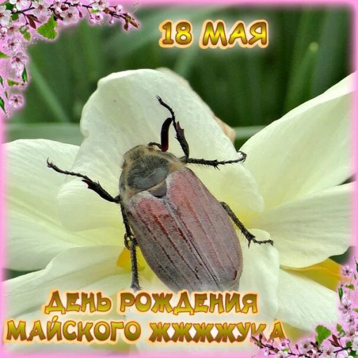 18 мая день майского жука 18 мая день майского жука.